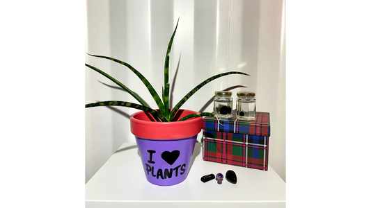 CUSTOM Terracotta pot: I 🖤 PLANTS (custom painted to your choice)